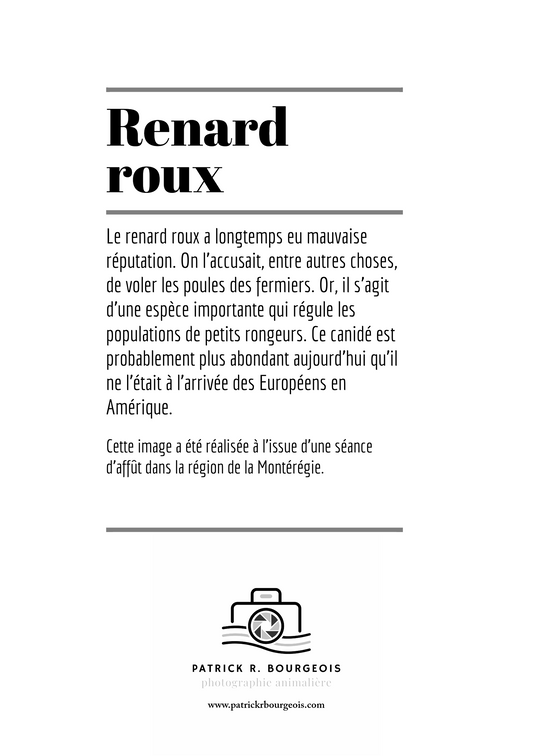 Carte de voeux - renard