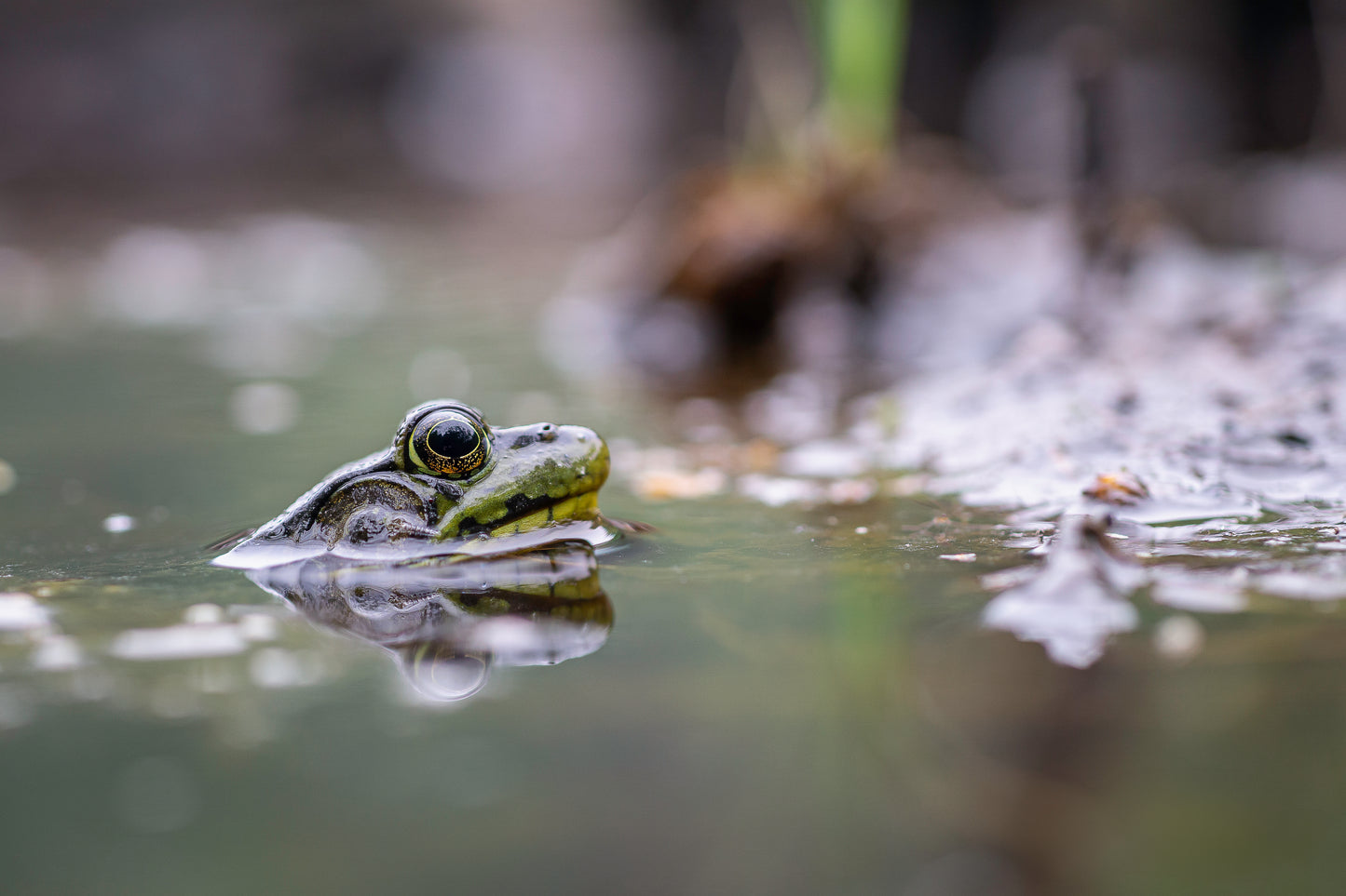 Grenouille à la surface de l'eau