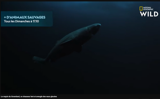 Un requin âgé avec une bonne vue