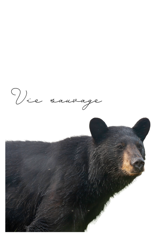 Dites-le avec des animaux d'ici