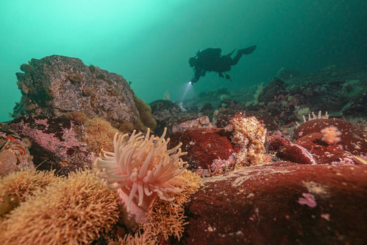 Les grands requins blancs dans le Saint-Laurent
