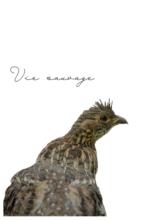 Carte de voeux - gélinotte