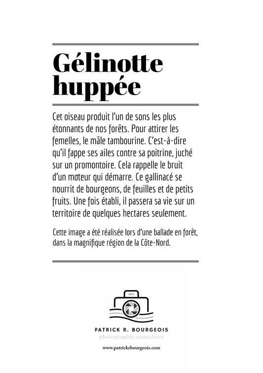 Carte de voeux - gélinotte