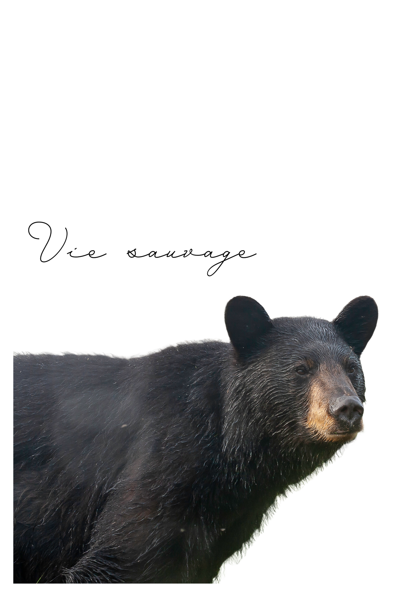 Carte de voeux - ours