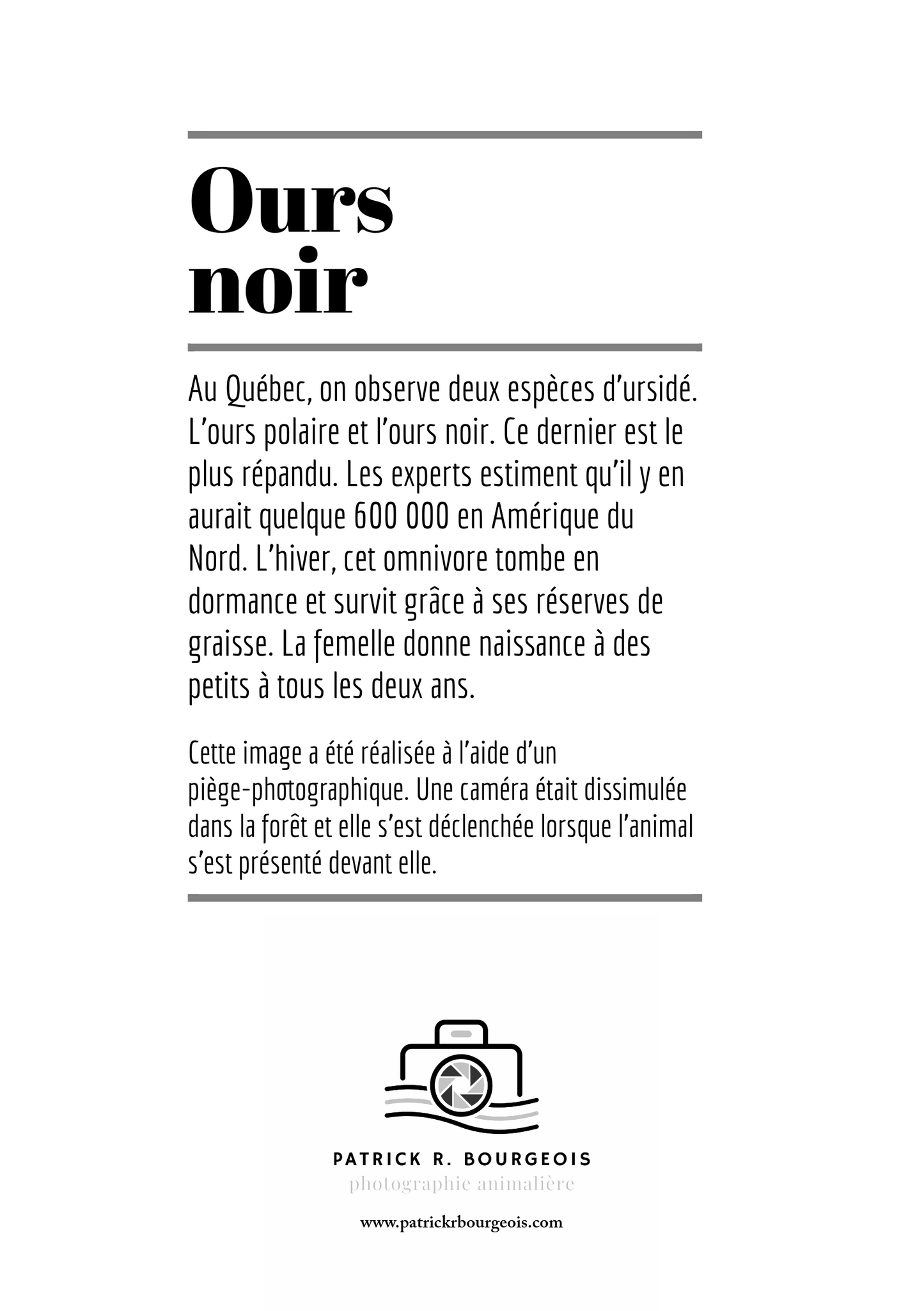 Carte de voeux - ours