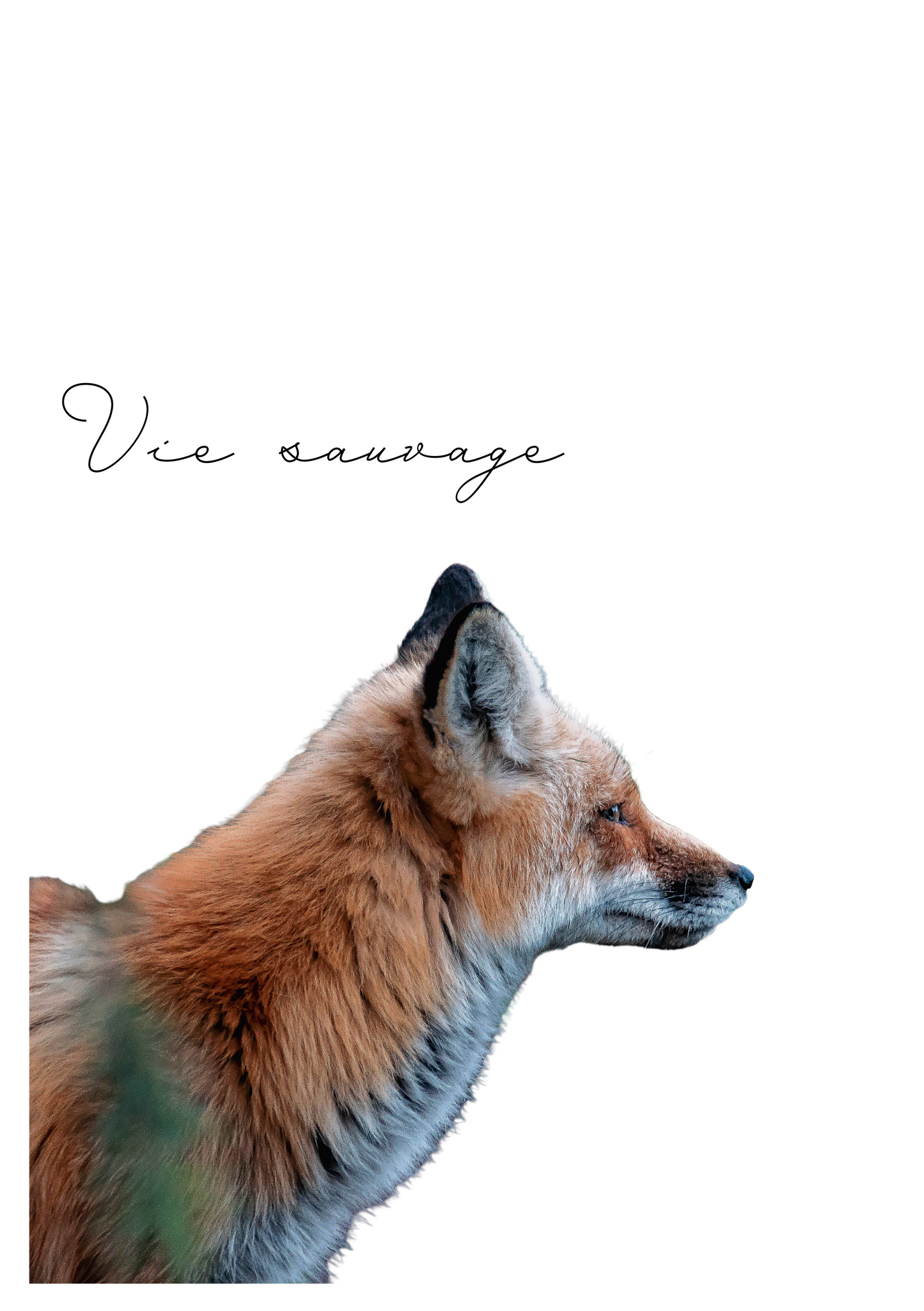 Carte de voeux - renard